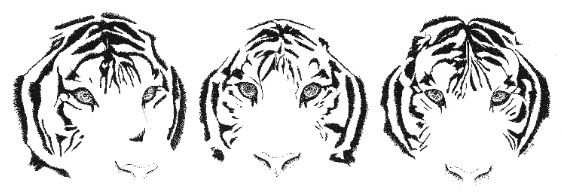 3 illustrated tiger faces